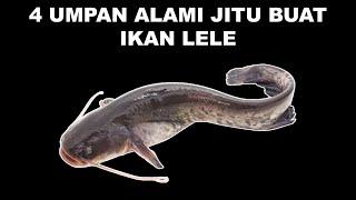 4 Umpan Alami Jitu Buat Ikan Lele