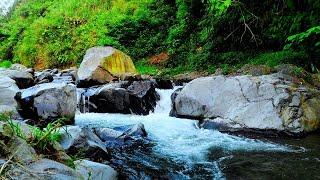 Relaxing River Sounds Peaceful Forest River, Soothing White Noise for Relaxation/Sleeping/Meditation