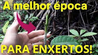 UM DOS SEGREDOS DOS ENXERTOS é fazer na época certa! Qual a melhor época para se fazer enxertos?