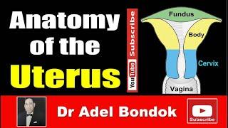 Anatomy of the Uterus, Dr Adel Bondok Making Anatomy Easy