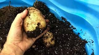 Potato reveal 2018