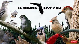 LIVE FLORIDA Bird Feeder Cam  TUESDAY Birds, Squirrels, Nature Sounds #cattv #live #birdfeeder