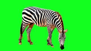 Zebra Green Screen #greenscreen #animals #zebra