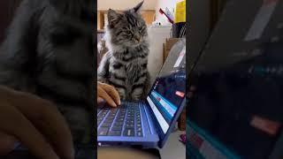 Working under the supervision #programming #coding #coder #programmer #hacker