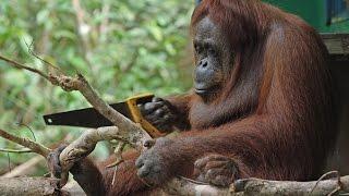 Robot Orangutan Vs Wild Orangutan Sawing Duel