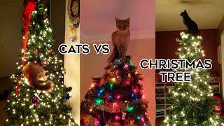 ‍⬛Cats Vs Christmas TreesTikTok Compilation 2023 #cats #christmas2023