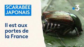 Le popillia japonica ou scarabée japonais, aux portes de la France : vigilance à la frontière suisse