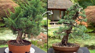 Learn how to create a Juniper Bonsai tree