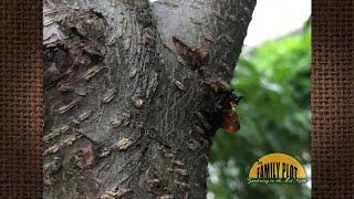 Q&A – I have sap coming out of my peach trees in a couple of spots. Is this normal?