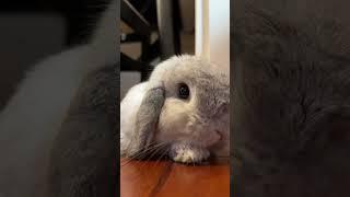 Adorable Cute Bunny: Fluffy Cuteness Overload! 