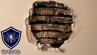 Yellow Jacket Nest in Wall Treatment