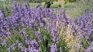 Lavender and bees in 4K UHD 60fps