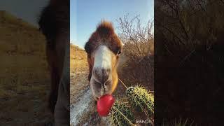 How do desert camels eat cut fruit?