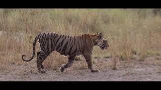 National Tiger Conservation Authority (NTCA) Short Film