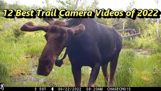 Best Trail Cam Videos of 2022 ~ My 12 Favorites!