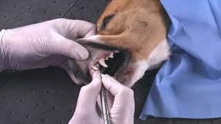Scalpel Handle Cindex - Canine Dental Surgical Instruments