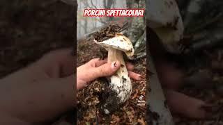 Porcini bellissimi