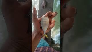 USING PRAWNS TO CATCH BIG FISHES IN SEA. (Fish hunting)#fishing #Telugu#blogger