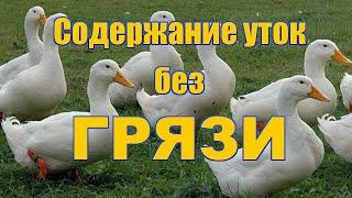 Выращивание уток в закрытых вольерах. КАК ИЗБАВИТЬСЯ ОТ ГРЯЗИ ПРИ СОДЕРЖАНИИ УТЯТ.