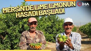 Türkiye’nin İlk 'Lime' Cinsi Limon Hasadı Silifke’de Yapıldı