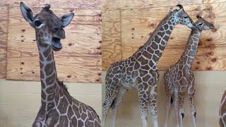 Baby Giraffe 'Moos' to Mom for Help Before Seeing the Vet