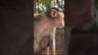 बंदर की खुजली || Monkey Funny Short Video || Bandar ki khujli || monkey itching #monkey #bandar #fun