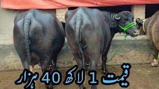 3 pure nili ravi buffalos 1 jersey frisian cross cow for sale at sharjeel dairy farm sialkot