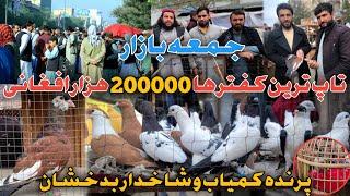 فرارکفتر ملامت کیست|تاپترین کفتر های جمعه بازار به ارزش دوصد هزار افغانی|پرنده کمیاب وشاخدار بدخشان