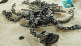 Incredible Fossilized Discoveries