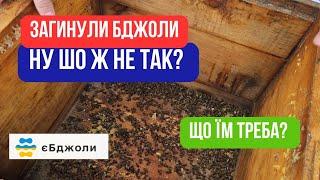 Загинули бджоли! Втратив бджіл! Бджоли не вижили. Загинула сім'я! Аналізую. Моя пасіка.