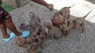 CHOCOLATE TRI MERLE AMERICAN BULLY PUPPIES UPDATE WITH TRANSFORMATION KENNELS AND MOA KENNELS