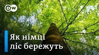 Ліси у Німеччині: як їх доглядають, вирубують і кому належать | DW Ukrainian