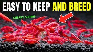 A Cherry Shrimp Care Guide Step By Step...