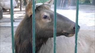 Wapiti stag rutting (posture and roaring); Tierpark Berlin, September 2015