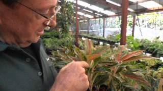 How to Grow Aglaonemas - Paradise Distributors