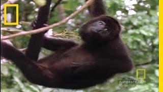 Howler Monkeys | National Geographic