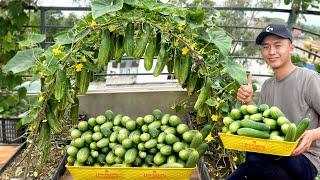 Secrets of Growing Cucumbers With Many Fruits, From A To Z, Harvest After Only 1 Month