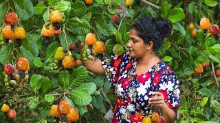 Traditional cashew nut curry & harvesting lot of nuts from trees @Villagekitchensrilanka83