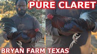 TEXAS !! Pure Claret Ronnie Bryan Farm - Beautiful Birds ‼️ Farm Visit