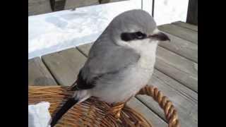 AUNTIE MEG'S NORTHERN SHRIKE