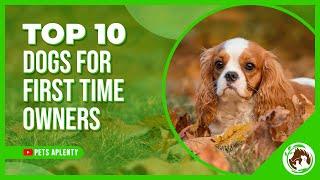 Top 10 dogs for first time owners