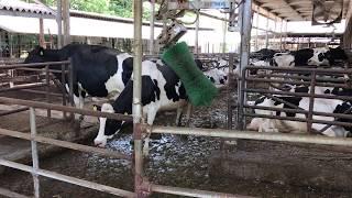 japapnese cow getting a massage