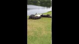 Gator fight on golf course