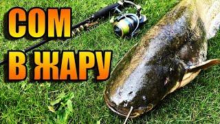 РЫБАЛКА НА СПИННИНГ В ЖАРУ | ЖДАЛ СУДАКА, А КЛЮНУЛ СОМ | FISHING