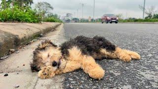 Abandoned dog from the cold, Exhausted and comatose from hunger, Begging for help, Until i passed by