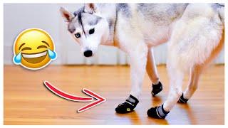 HUSKY Tries on Dog Booties for the First Time! (She’s not happy about it!)