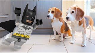 LEGO BATMAN vs FUNNY DOGS ANIMATION