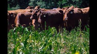 Seeding Success: Cover Crop Best Practices in the Tainter Creek Watershed