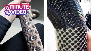 Satisfying Snake ASMR Videos | Helping a Snake Shed its Skin, November 2019 | 003