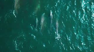 Dolphins Rehoboth Beach DE || Dji Mavic Pro || Drone Video